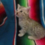 Mau, silver, female, DOB 9-20-18 Des