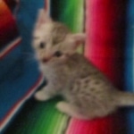 Mau, silver, female, DOB 9-20-18 Des