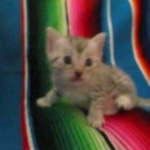 Mau, silver, female, DOB 9-20-18 Des