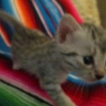 Mau, silver, female, DOB 9-20-18 Des