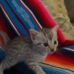 Mau, silver, female, DOB 9-20-18 Des