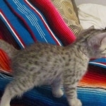 Mau, silver, female, DOB 9-20-18 Des