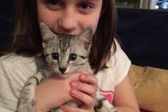 Sabah Egyptian Mau Silver female darkest DOB 9-27-15