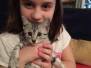 Sabah Egyptian Mau Silver female darkest DOB 9-27-15