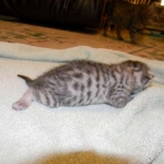 Egyptian Mau, Female, silver DOB 9-27-15
