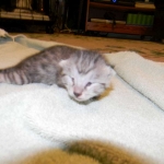 Egyptian Mau, Female, silver DOB 9-27-15