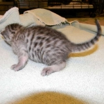 Egyptian Mau, Female, silver DOB 9-27-15