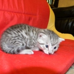 Egyptian Mau, Female, silver DOB 9-27-15
