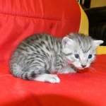 Egyptian Mau, Female, silver DOB 9-27-15