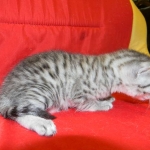 Egyptian Mau, Female, silver DOB 9-27-15