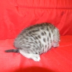 Egyptian Mau, Female, silver DOB 9-27-15