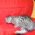 Egyptian Mau, Female, silver DOB 9-27-15