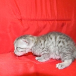 Egyptian Mau, Female, silver DOB 9-27-15