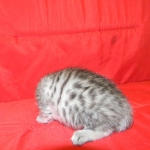 Egyptian Mau, Female, silver DOB 9-27-15