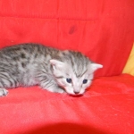 Egyptian Mau, Female, silver DOB 9-27-15