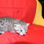 Egyptian Mau, Female, silver DOB 9-27-15