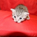 Egyptian Mau, Female, silver DOB 9-27-15