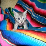 Egyptian Mau, Female, silver DOB 9-27-15