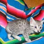 Egyptian Mau, Female, silver DOB 9-27-15