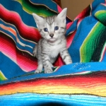 Egyptian Mau, Female, silver DOB 9-27-15