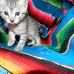 Egyptian Mau, Female, silver DOB 9-27-15