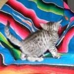 Egyptian Mau, Female, silver DOB 9-27-15