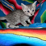 Egyptian Mau, Female, silver DOB 9-27-15