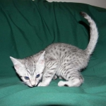 Egyptian Mau, Female, silver DOB 9-27-15