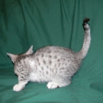 Egyptian Mau, Female, silver DOB 9-27-15