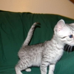 Egyptian Mau, Female, silver DOB 9-27-15