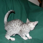 Egyptian Mau, Female, silver DOB 9-27-15