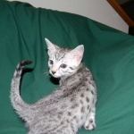 Egyptian Mau, Female, silver DOB 9-27-15