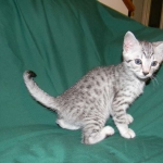 Egyptian Mau, Female, silver DOB 9-27-15