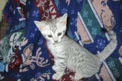 Aziza Egyptian Mau, silver, female dob 1-22-17