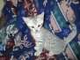 Aziza Egyptian Mau, silver, female dob 1-22-17