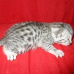 Egyptian Mau, Silver, Female DOB 1-22-17