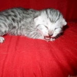 Egyptian Mau, Silver, Female DOB 1-22-17