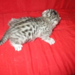 Egyptian Mau, Silver, Female DOB 1-22-17