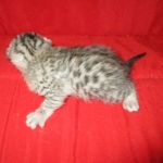 Egyptian Mau, Silver, Female DOB 1-22-17