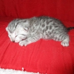 Egyptian Mau, Silver, Female DOB 1-22-17