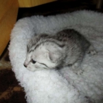 Aziza,Egyptian Mau, Silver, Female DOB 1-22-17