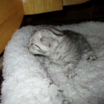 Aziza,Egyptian Mau, Silver, Female DOB 1-22-17