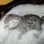 Aziza,Egyptian Mau, Silver, Female DOB 1-22-17