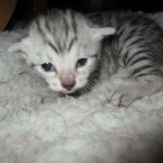 Aziza,Egyptian Mau, Silver, Female DOB 1-22-17