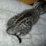 Aziza,Egyptian Mau, Silver, Female DOB 1-22-17