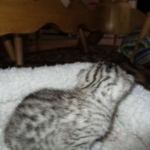 Aziza,Egyptian Mau, Silver, Female DOB 1-22-17