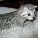 Aziza,Egyptian Mau, Silver, Female DOB 1-22-17