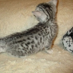 Aziza,Egyptian Mau, Silver, Female DOB 1-22-17