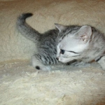 Aziza,Egyptian Mau, Silver, Female DOB 1-22-17