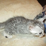 Aziza,Egyptian Mau, Silver, Female DOB 1-22-17